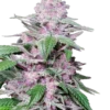 Purple Cookie Kush