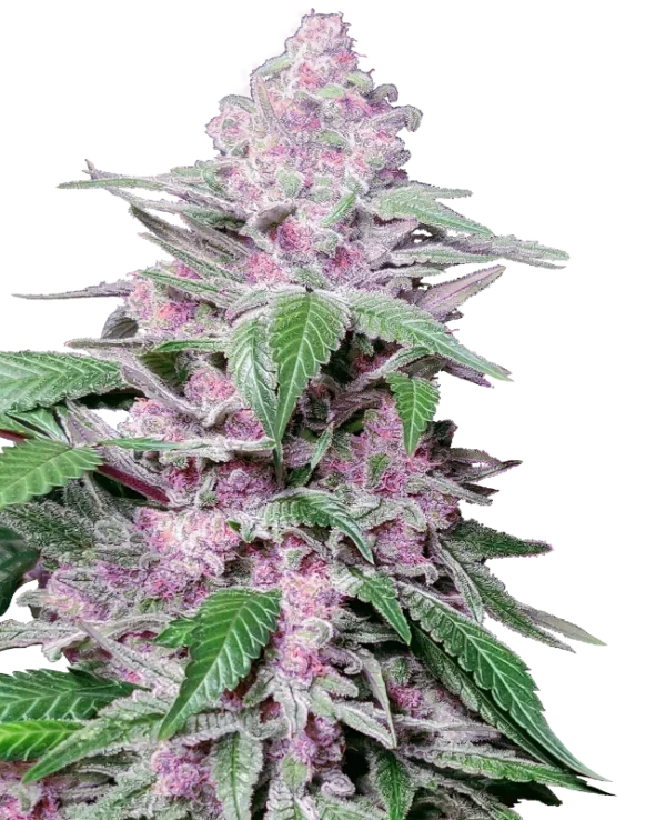 Purple Cookie Kush
