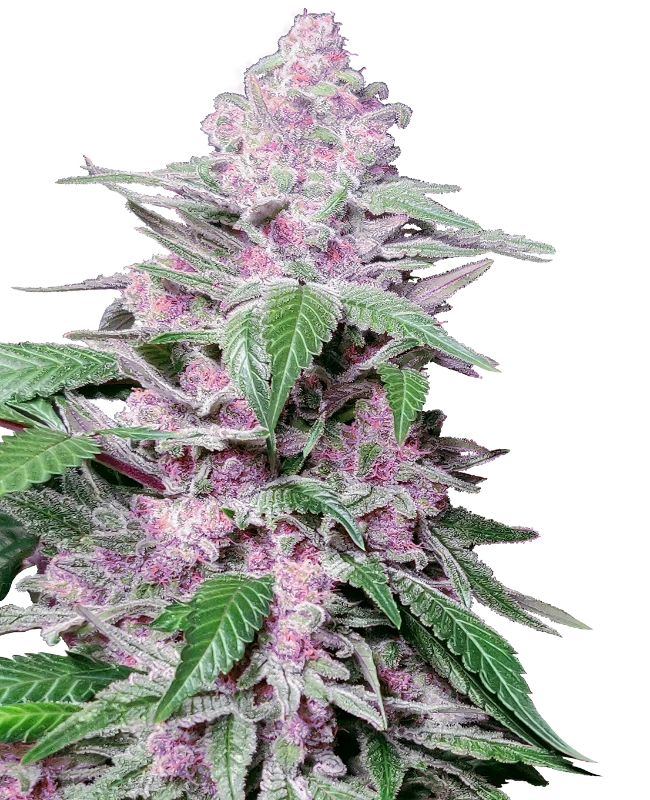 0000020_purple-cookie-kush-feminized-seeds_800.webp