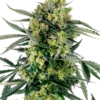 Blueberry Skittlez Auto