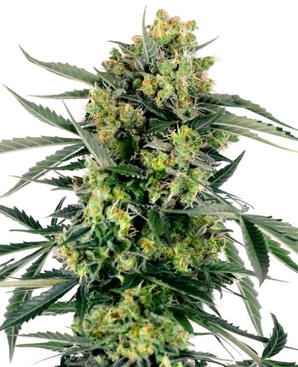 Blueberry Skittlez Auto