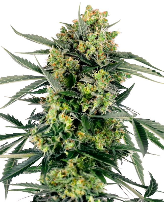0000026_blueberry-zkittlez-automatic-seeds_800.webp
