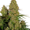 Sticky Orange XXL Auto