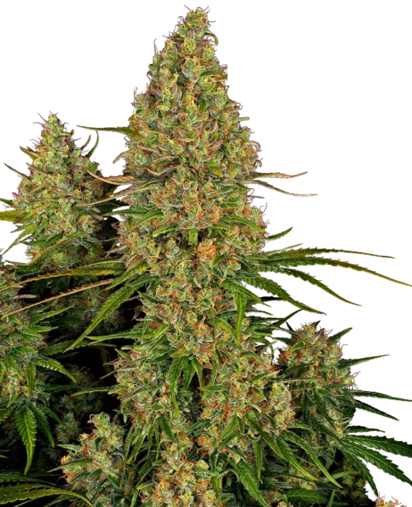 Sticky Orange XXL Auto