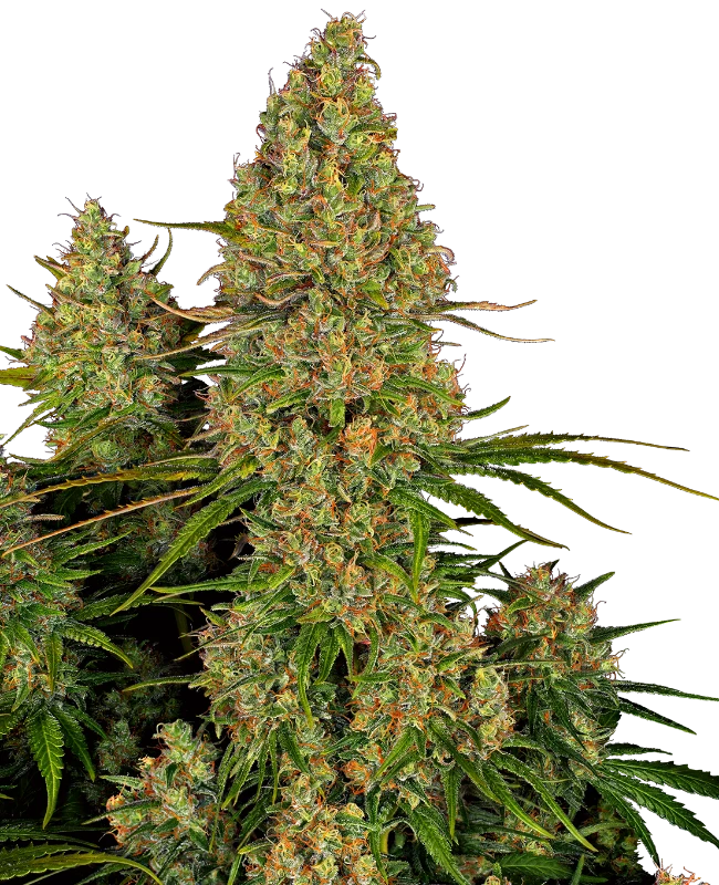 0000029_sticky-orange-xxl-automatic-seeds_800.webp