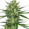 Tangerine Sugar ®