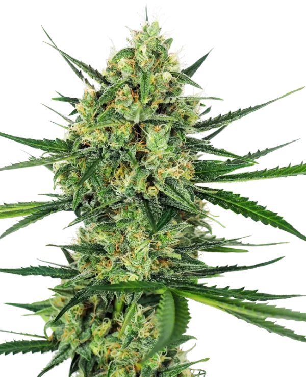 Tangerine Sugar ®