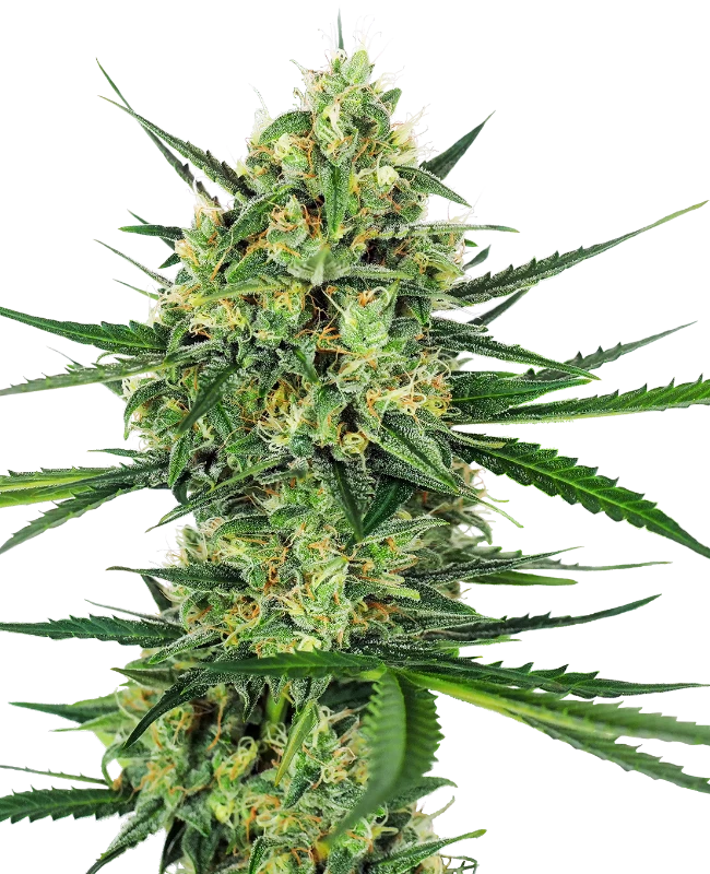0000047_tangerine-sugar-feminized-seeds_800.webp