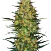 Caramellow Kush Automatic