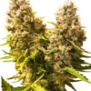 Banana Kush Cake Auto