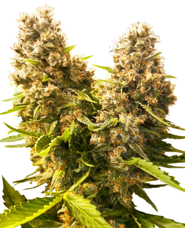 Banana Kush Cake Auto