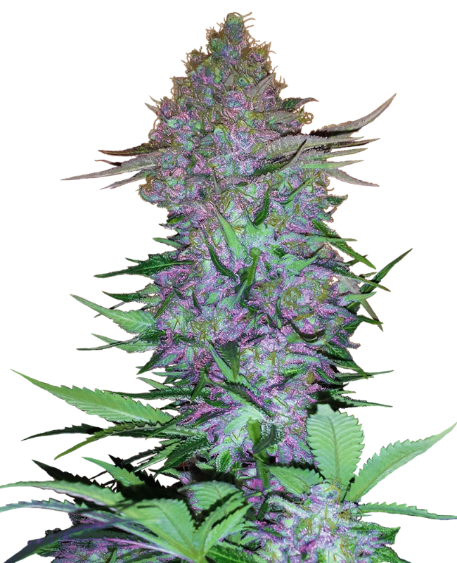 0000118_purple-skunk-automatic-seeds_800.webp
