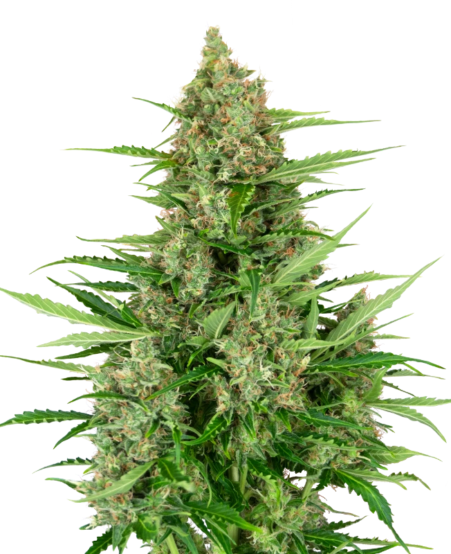 0000259_double-kush-cake-automatic-seeds_800-1