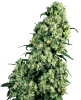 0000272_skunk-1-feminized-seeds_100.webp