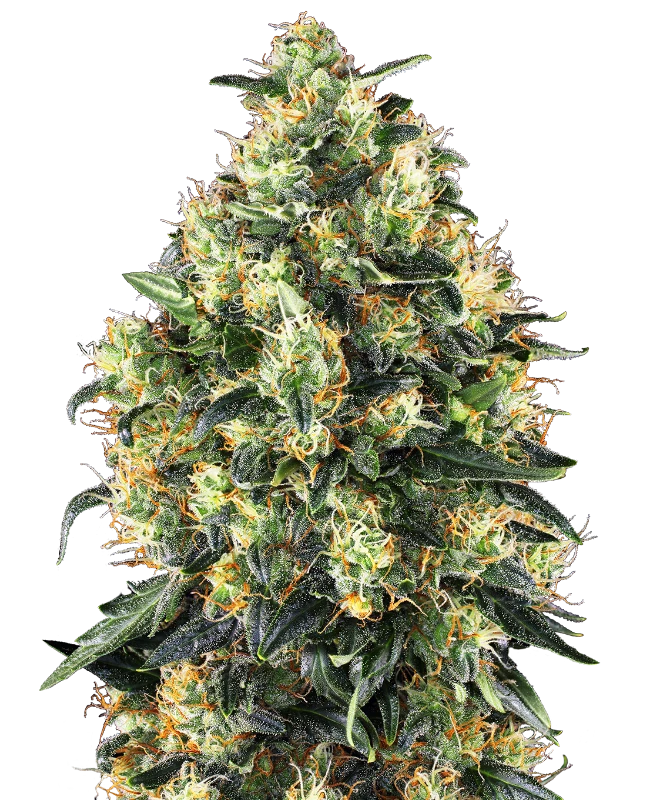 0000353_super-skunk-automatic-seeds_800.webp
