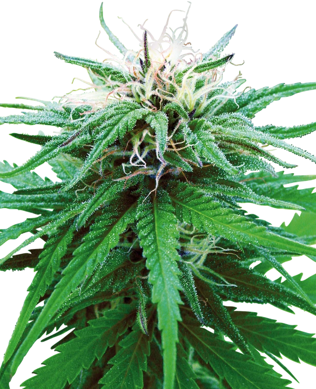 0000393_ruderalis-indica-regular-seeds_800-1