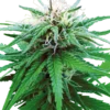 Ruderalis Indica®