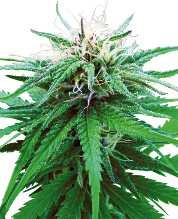 Ruderalis Indica®
