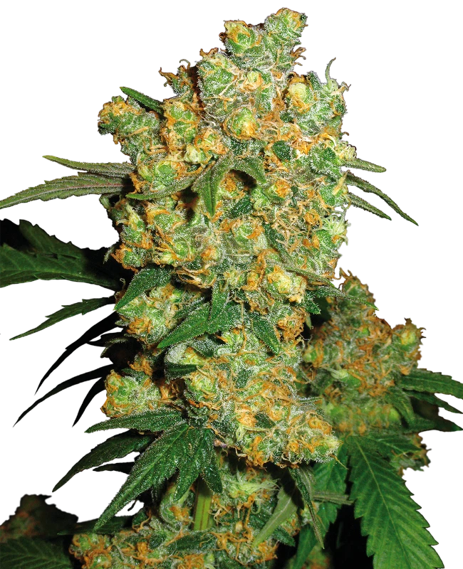 0000623_big-bud-feminized-seeds_800-1