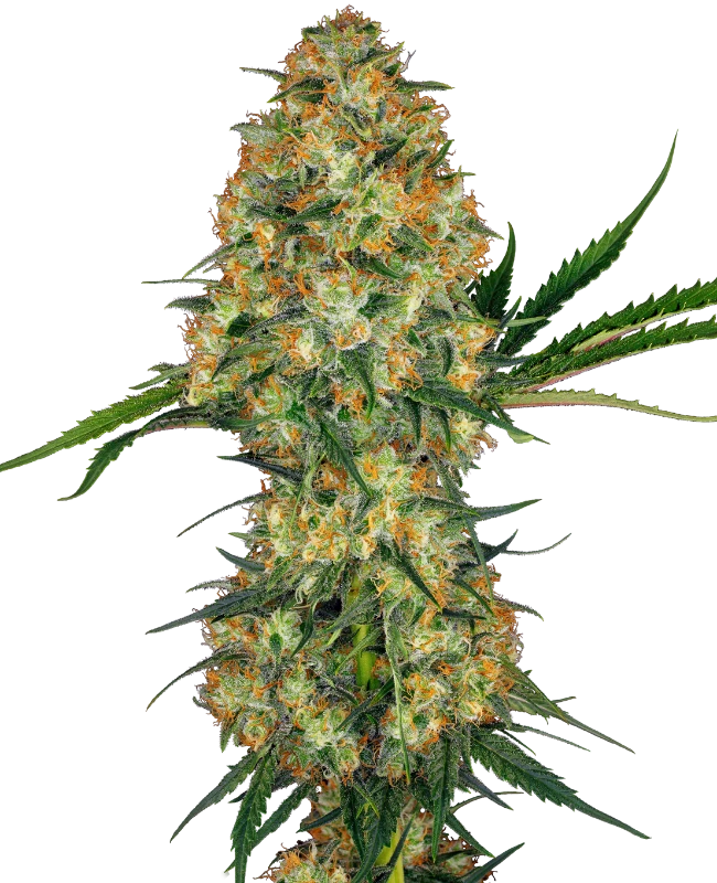 0000630_hindu-kush-regular-seeds_800.webp