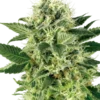 Northern Lights®