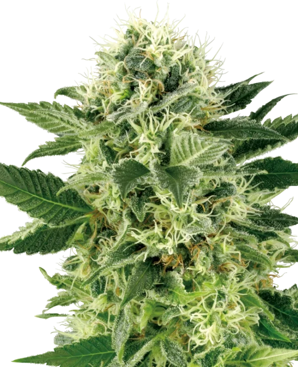 Northern Lights®