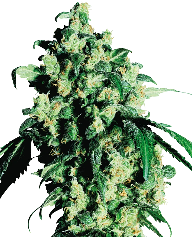 0000703_super-skunk-regular-seeds_800.webp