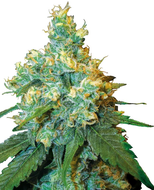 0000764_jack-herer-feminized-seeds_800.webp
