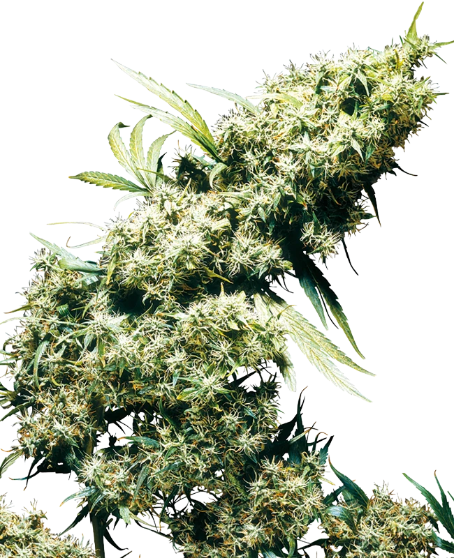 0000794_jamaican-pearl-regular-seeds_800-1