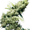 Jamaican Pearl®