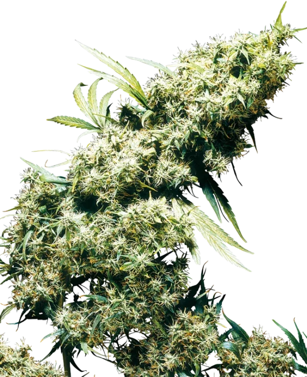Jamaican Pearl®