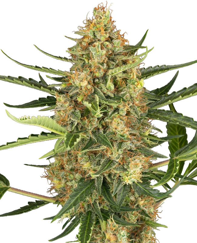 0001155_blueberry-bubblegum-automatic-seeds_800-1