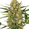 Blueberry Bubblegum Auto