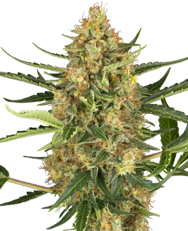 Blueberry Bubblegum Auto