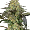 Grapevine Candy®