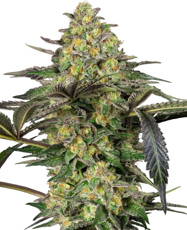 Grapevine Candy®