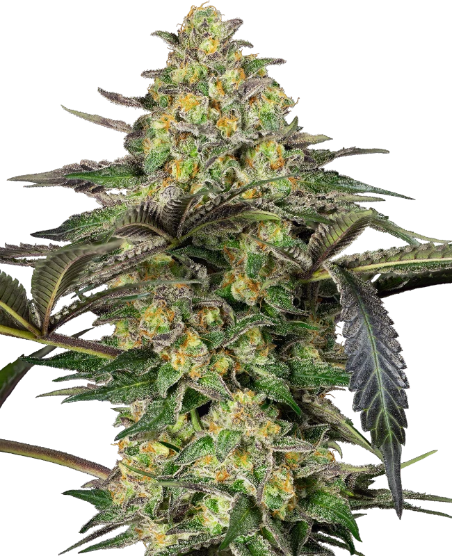 0001199_grapevine-candy-feminized-seeds_800.webp