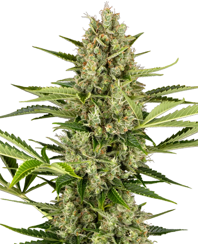 0001215_jack-herer-automatic-seeds_800.webp