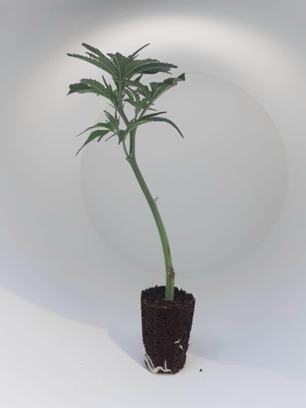 Amnesia Haze Steckling