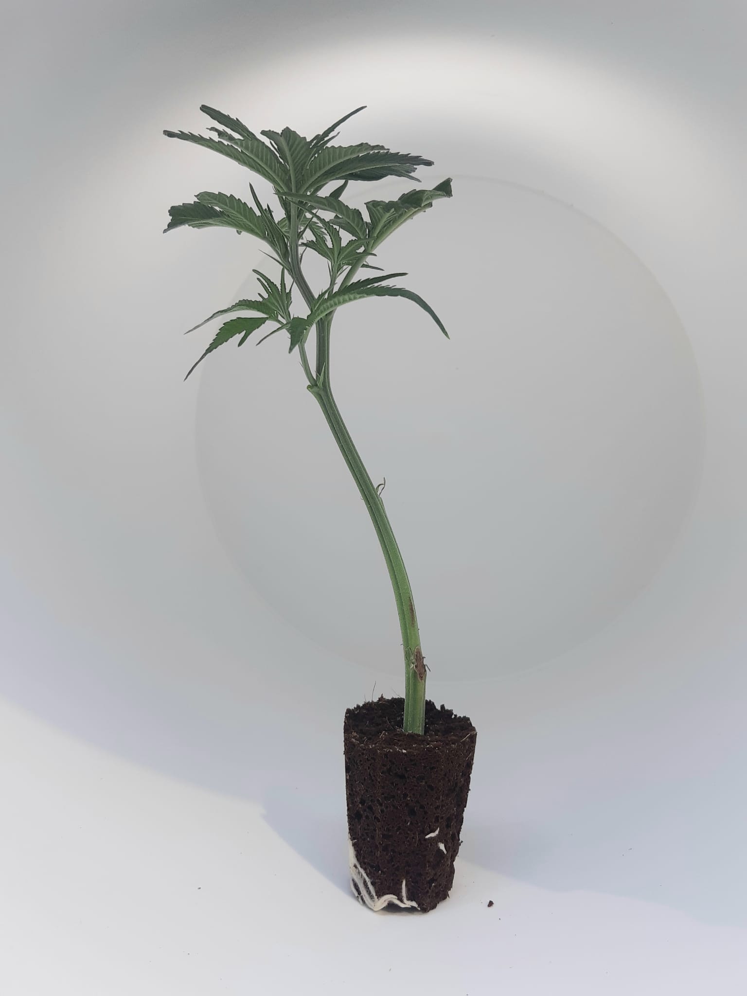 Amnesia_Haze.jpg