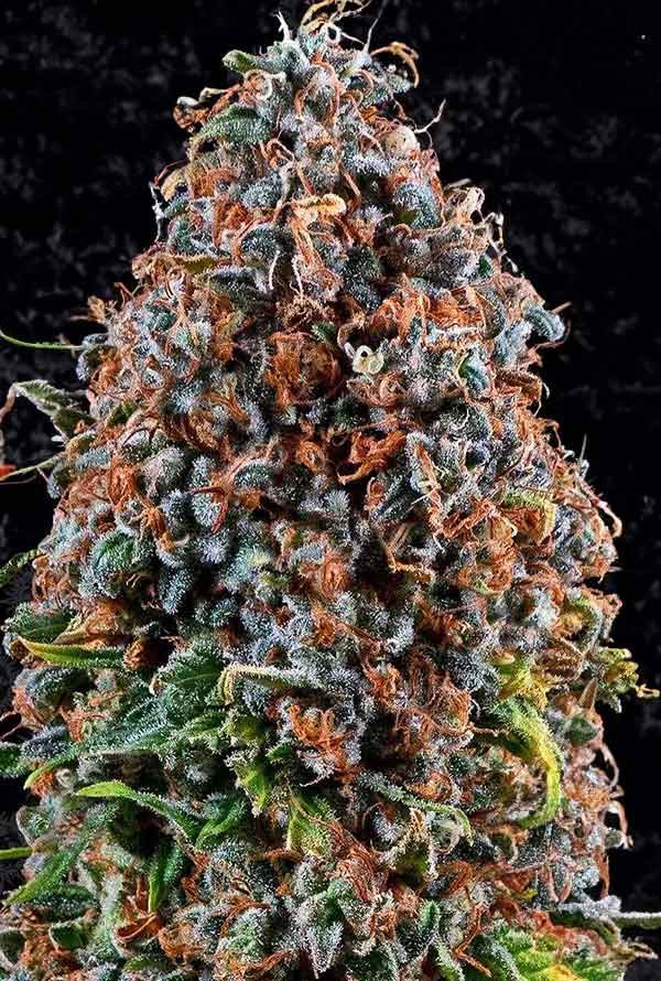 Criticalz-Kush-1