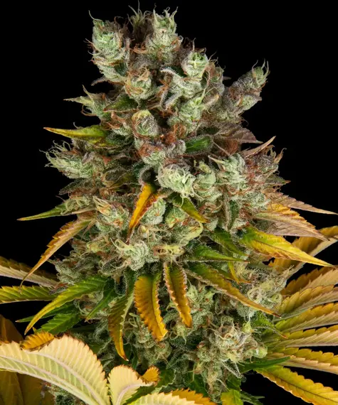 GMO-1