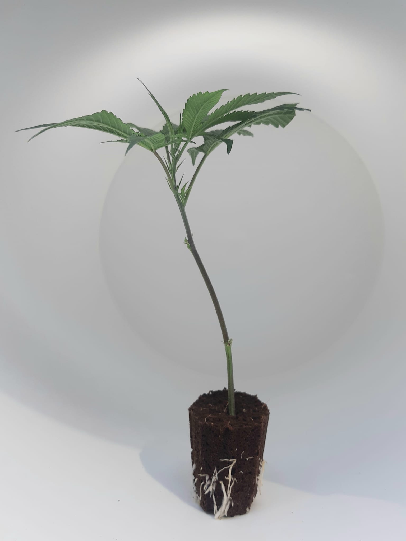 Mango_Haze.jpg