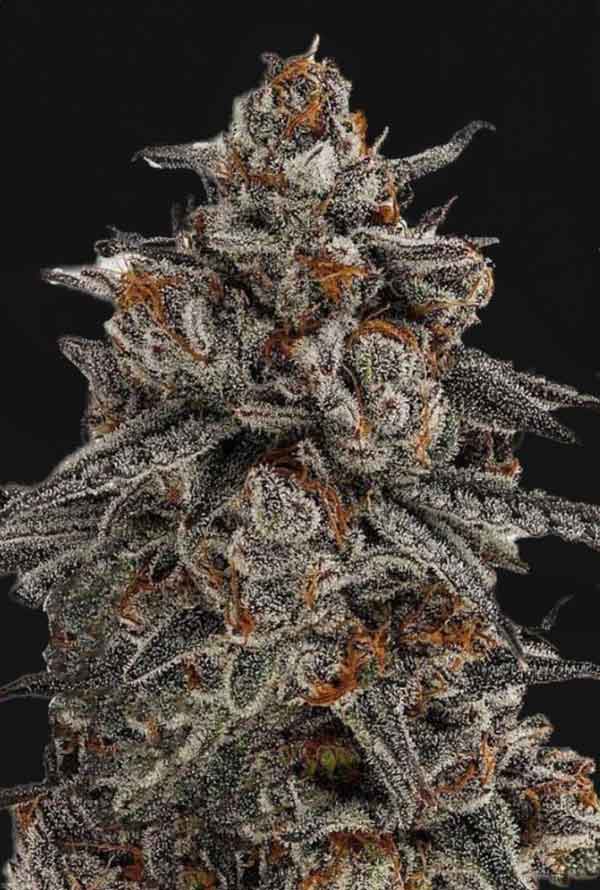 Orange-Oreoz-1