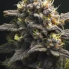 Eine Tropical Gelato Blüte