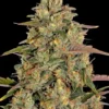 Amnesia Lemon Blüte