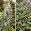 Amsterdam Amnesia