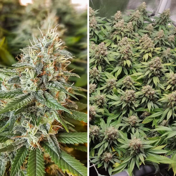 Amsterdam Amnesia