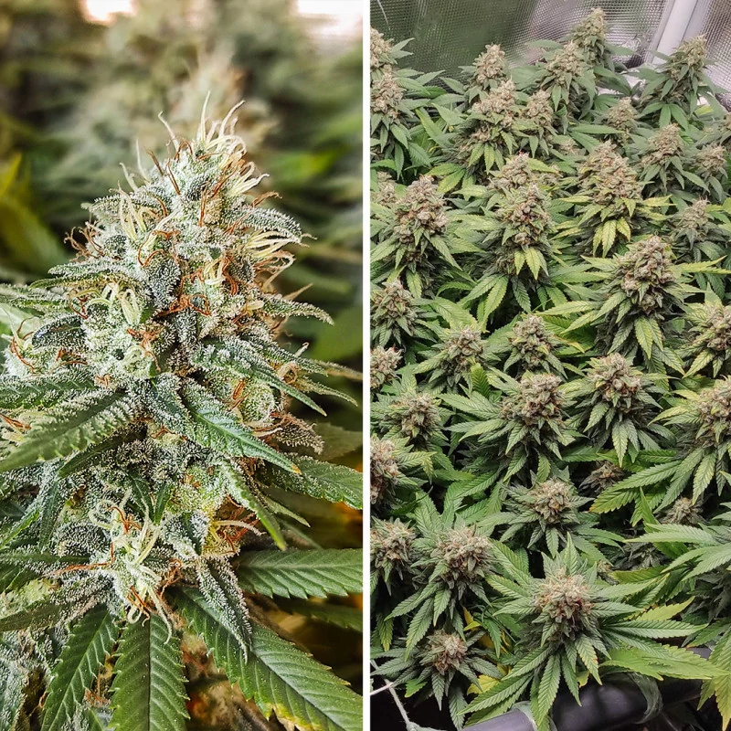 amsterdam_amnesia.webp
