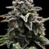 Ein fruchtiger Apple Fritter Bud